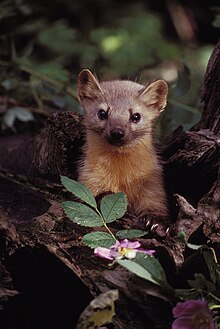 Pinemarten.jpg