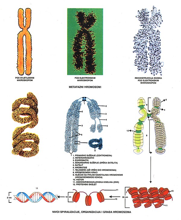 Od DNK do hromosoma