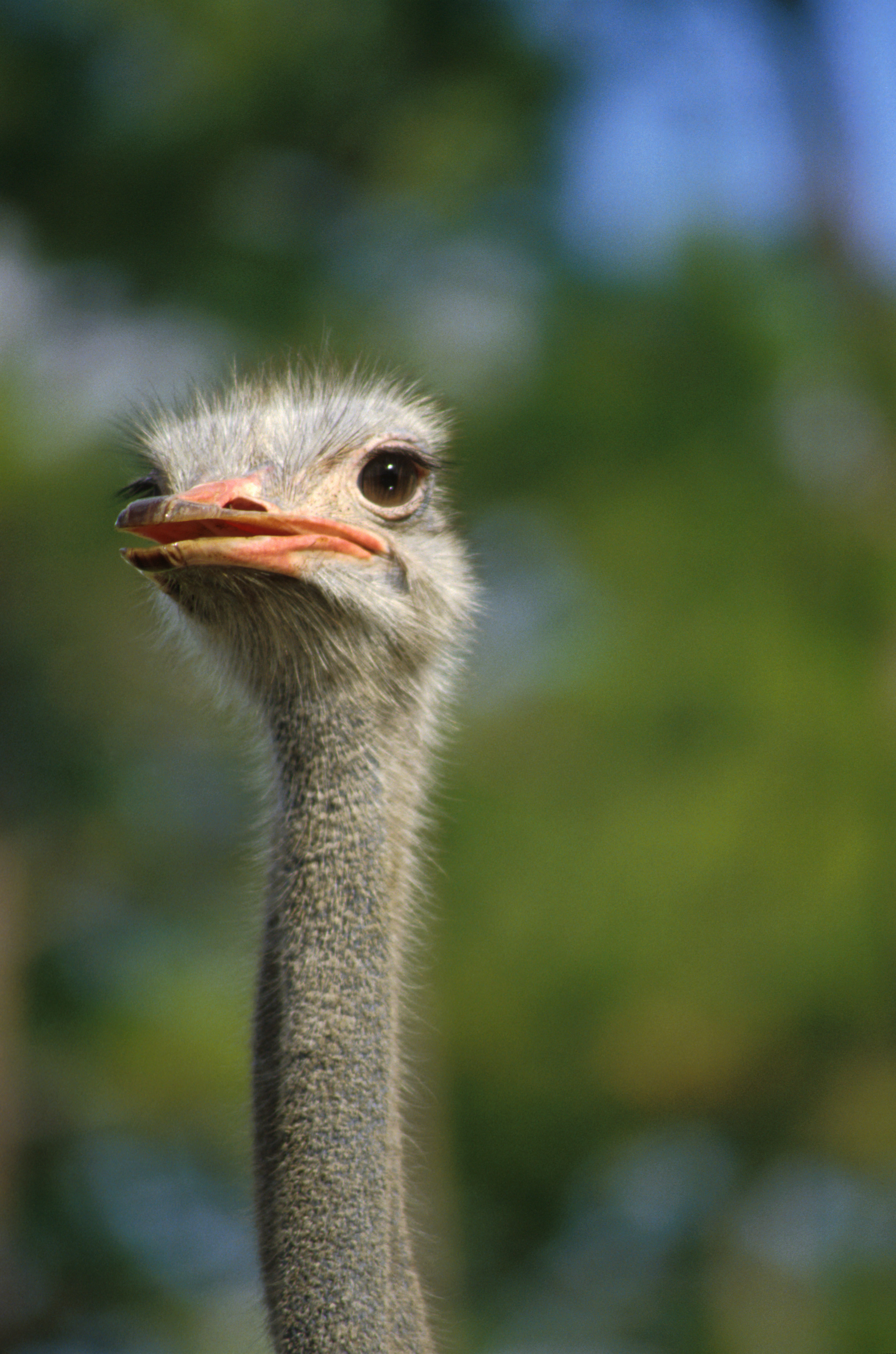 Head of an ostrich