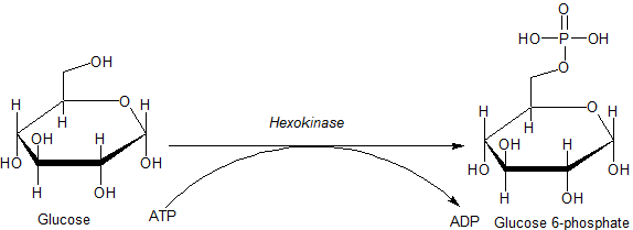 Acción da hexoquinase sobre a glicosa.