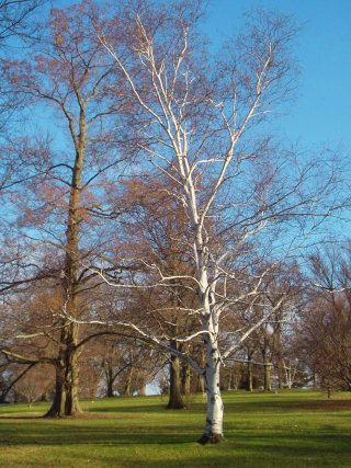 April in Jamaica Plain