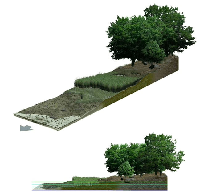 Labeled illustration of a salt marsh at low tide, from isometric and side perspectives