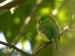 Jamaikantodi (Todus todus)