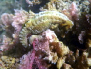 Hippocampus capensis