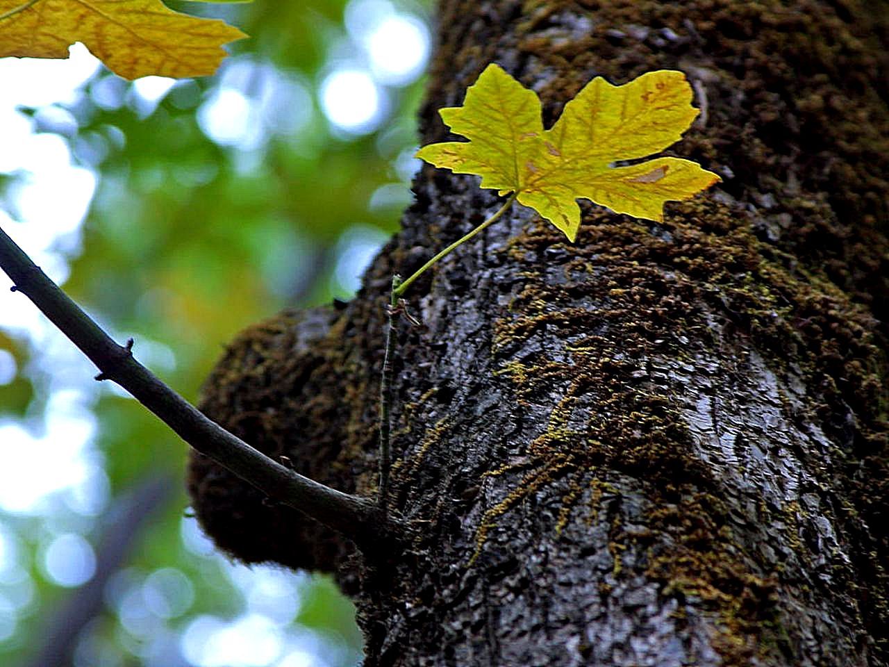 Large oak tree