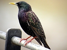 Seregély (Sturnus vulgaris)