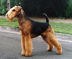 Image illustrative de l’article Airedale Terrier