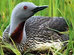 Rudakaklis naras (Gavia stellata)