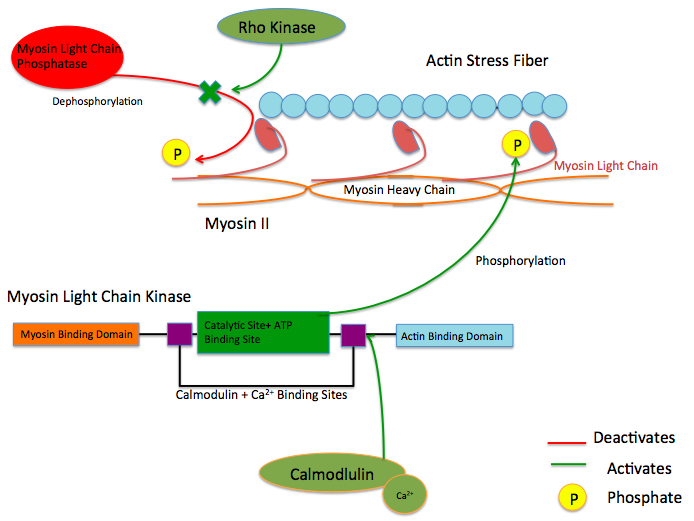 Image shows Myosin Light Chain Kinase protein allosterically activated by Calmodulin; Myosin Light Chain Kinase directly binds to Myosin II and phosphorylates it, causing a contraction. Rho Kinase A inhibits the activity of Myosin Light Chain Phosphatase.