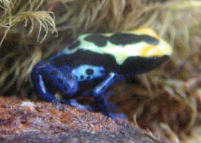 Picture of a juvenile Dendrobates tinctorius