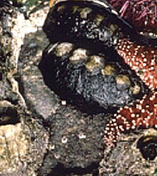 Black Chiton