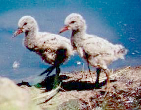 Black variant oystercatcher chicks