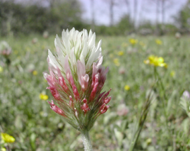 clover flower thumbnail