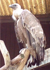 Hanhikorppikotka (Gyps fulvus)