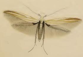 Coleophora cracella