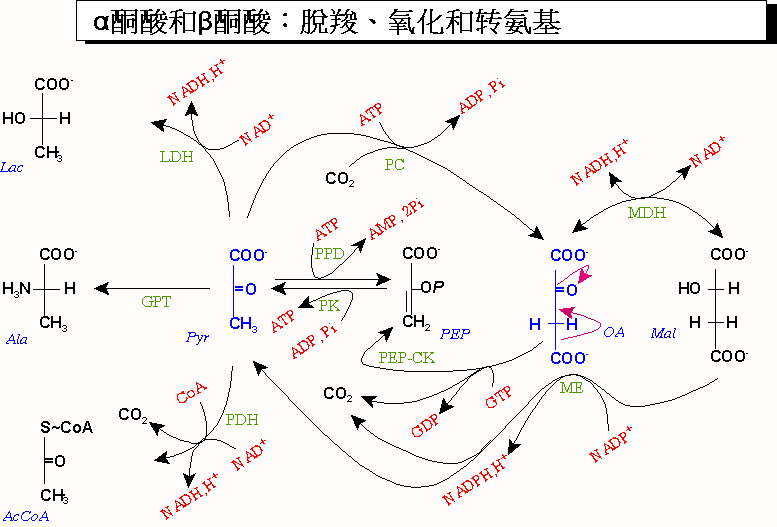 α-酮酸和β-酮酸