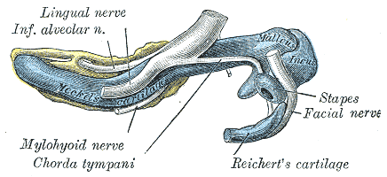 Medial (inner) view