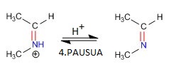 4. pausoa: imonio katioiaren desprotonazioa