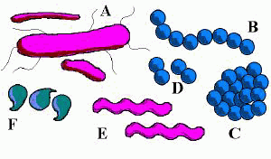 Bacteria come in a wide variety of shapes.