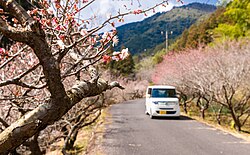 県下最大規模の梅の名所 明谷梅林