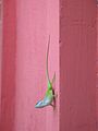 Allison's anole on wall.