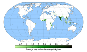 カシュー商業栽培地の分布