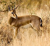 Chinkara (female)