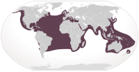 Distribución de C. careta Lista Testudo Caretta Linnaeus, 1758 Testudo Cephalo Schneider, 1783 Testudo nasicornis Lacépède, 1788 Testudo Caouana Lacépède, 1788 Chelone caretta Brongniart, 1805 Chelonia Caouanna Schweigger, 1812 Caretta nasuta Rafinesque, 1814 Chelonia cavanna Oken, 1816 Caretta atra Merrem, 1820 Caretta Cephalo Merrem, 1820 Caretta nasicornis Merrem, 1820 Chelonia caretta Bory de Saint-Vincent, 1828 Testudo Corianna Gray, 1831 Chelonia pelasgorum Valenciennes en Bory de Saint-Vincent, 1833 Chelonia cephalo Gray, 1829 Chelonia (Caretta) cephalo Lesson en Bélanger, 1834 Chelonia caouanna Duméril & Bibron, 1835 Chelonia (Thalassochelys) Caouana Fitzinger, 1836 Chelonia (Thalassochelys) atra Fitzinger, 1836 Thalassochelys caretta Bonaparte, 1838 Chelonia (Caouanna) cephalo Cocteau en Cocteau & Bibron en Ramon de la Sagra, 1838 Halichelys atra Fitzinger, 1843 Caounana Caretta Gray, 1844 Caouana elongata Gray, 1844 Thalassochelys Caouana Agassiz, 1857 Thalassochelys corticata Girard, 1858 Chelonia corticata Strauch, 1862 Thalassochelys elongata Strauch, 1862 Thalassochelys caouana Nardo, 1864 Eremonia elongata Gray, 1873 Caretta caretta Stejneger, 1873 Thalassochelys cephalo Barbour & Cole, 1906 Caretta caretta caretta Mertens & Muller, 1928 Caretta gigas Deraniyagala, 1933 Caretta caretta gigas Deraniyagala, 1939 Caretta caretta tarapacana Caldwell, 1962 Chelonia cahuano Tamayo, 1962 Caretta careta Tamayo, 1962[4] Lista Caretta Rafinesque, 1814 Caretta (Thalassochelys) Fitzinger, 1835 Thalassochelys Bonaparte, 1838 Caouana Cocteau in Ramon de la Sagra, 1838 Halichelys Fitzinger, 1843 Eremonia Gray, 1873 ?Pliochelys Portis, 1890 ?Proganosaurus Portis, 1890[5]