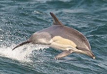 Delphinus delphis 03-cropped.jpg