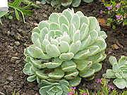 Echeveria elegans