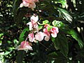 Begonia 'Nelly Bly'