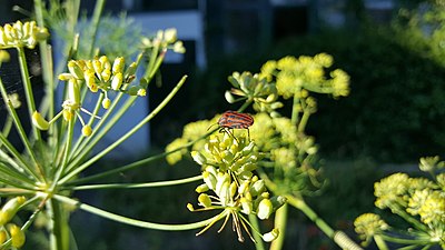 Graphosoma lineatum kakarraldoa mihilua jaten.