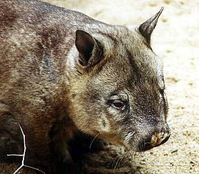 Nördlicher Haarnasenwombat (Lasiorhinus krefftii)