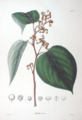 Illustration des Japanischen Rosinenbaums (Hovenia dulcis)[4]