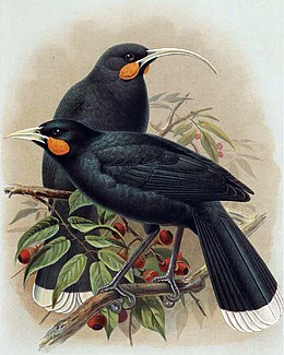 Huia Buller.jpg