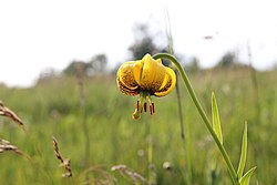 Lilium carniolicum - Stara planina