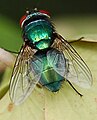 Lucilia sp. (Calliphoridae).