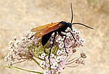 Male tarantula hawk at Grant Ranch County Park, near San Jose, California