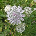 Astrantia mayor