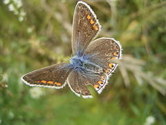 bovenaanzicht ♀