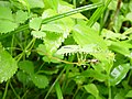 野苺の葉の尖った部分に霧雨が付着し球体となった水滴