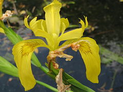 Fleur d'iris des marais.