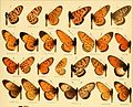 Ilustração contendo espécies de Heliconiinae do gênero Acraea, retirada de Die Grossschmetterlinge der Erde : eine systematische Bearbeitung der bis jetzt bekannten Grossschmetterlinge (1907).