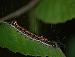 Acronicta tridens – Raupe