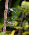 Chalcolestes viridis femella inserint ous a la branqueta