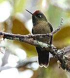 Brunkronenålkolibri, Chalcostigma ruficeps, Cuzco-regionen, Peru Foto: Wang Cai