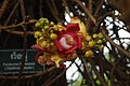 Phnom Penh - Couroupita guianensis (?) et non pas Pentacme Siamensis