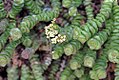 Crassula rupestris subsp. marnieriana