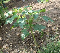 Jeune plant de Datura stramonium.