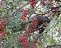 A female gang-gang cockatoo eating Schinus molle seeds